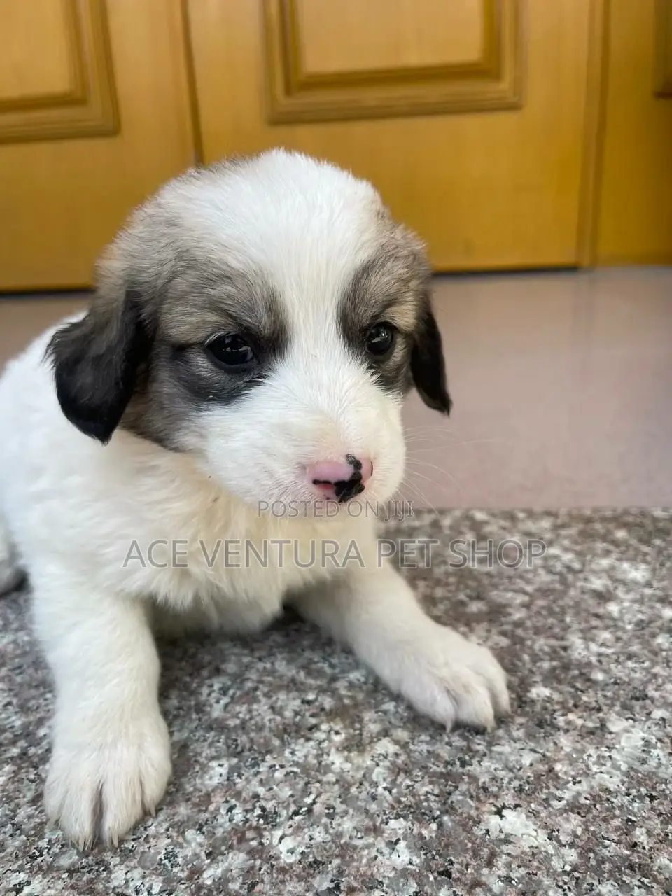 1-3 months Male Purebred Maltese