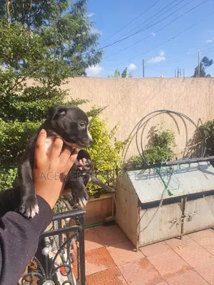 Photo - 1-3 months Male Purebred American Pit Bull Terrier