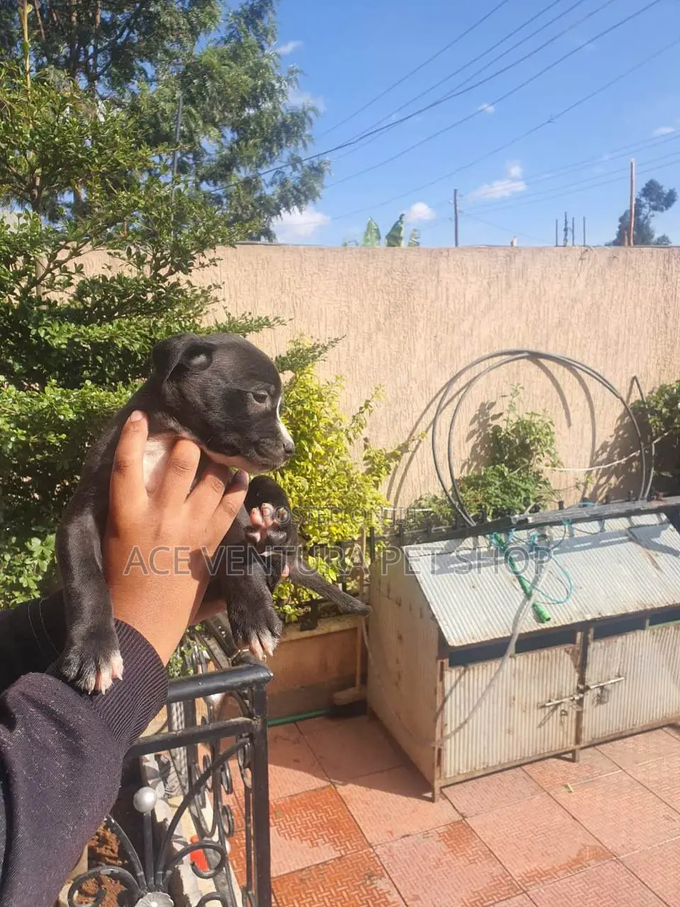 1-3 months Male Purebred American Pit Bull Terrier