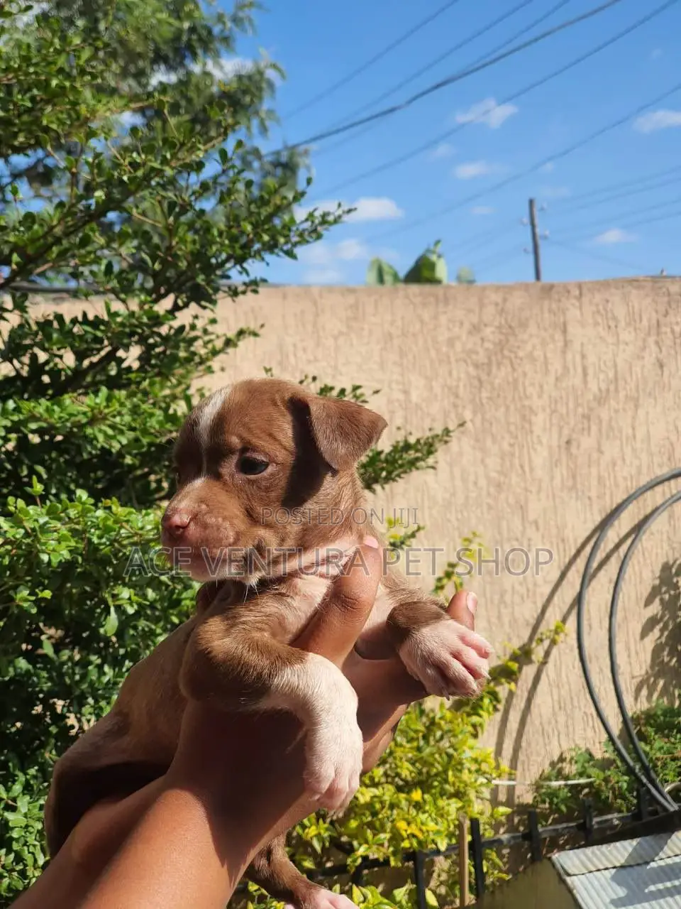 1-3 months Male Purebred American Pit Bull Terrier