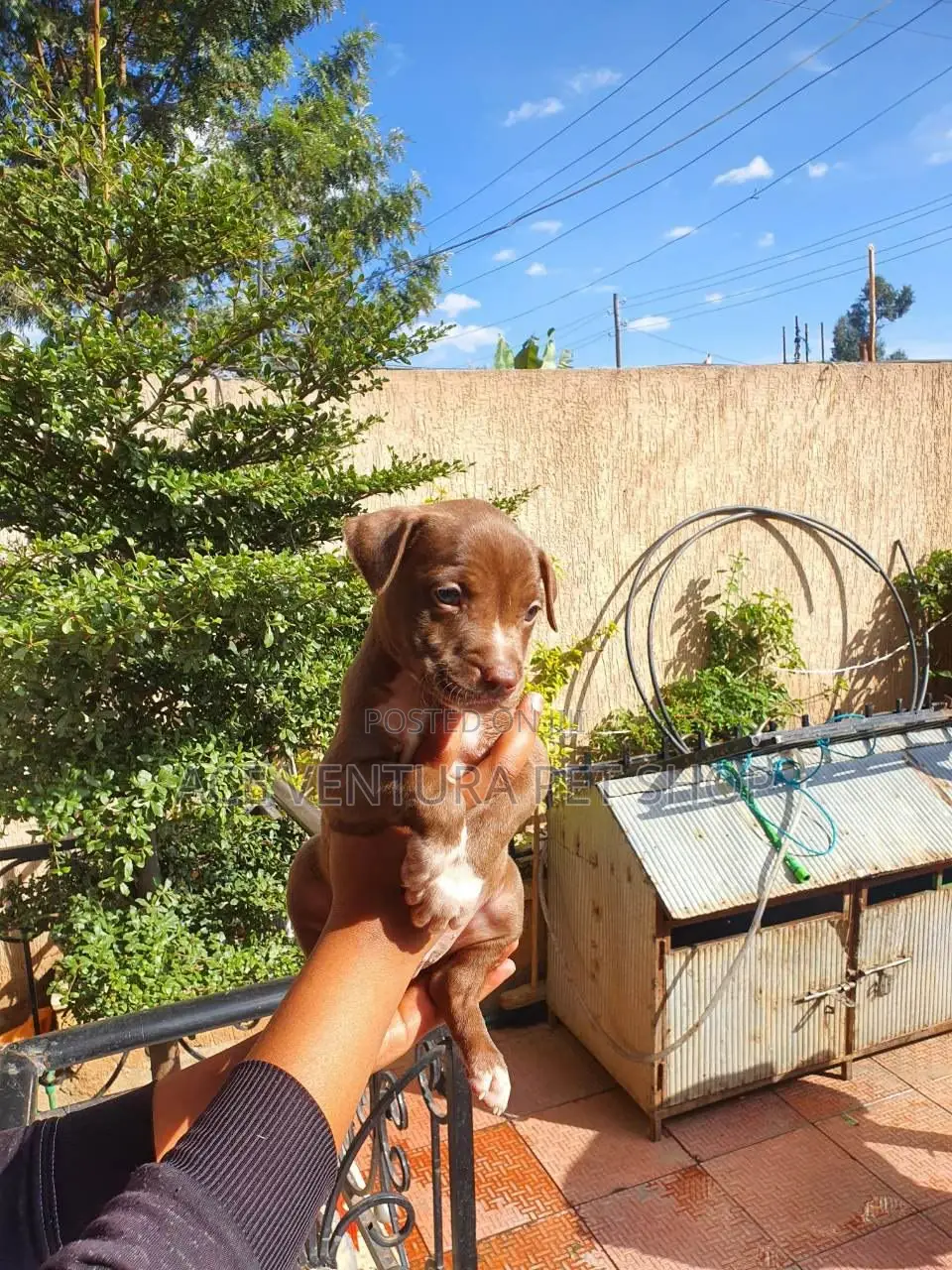 1-3 months Male Purebred American Pit Bull Terrier