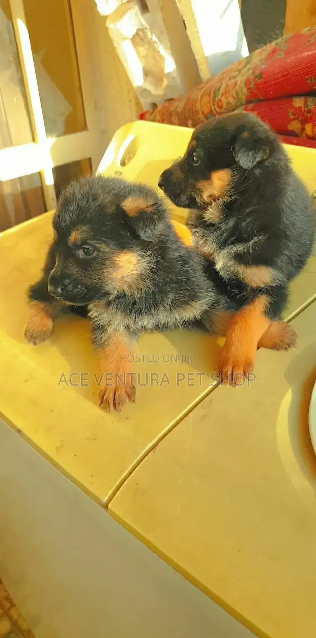 1-3 months Male Purebred German Shepherd