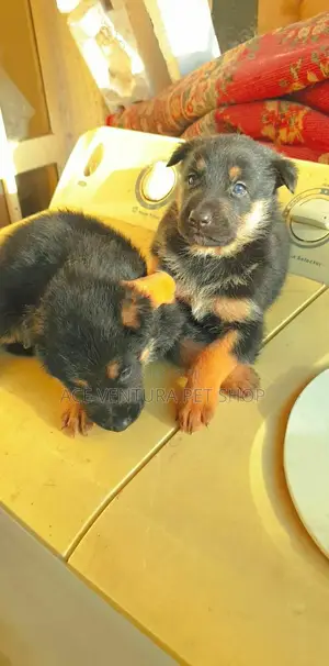 1-3 months Male Purebred German Shepherd