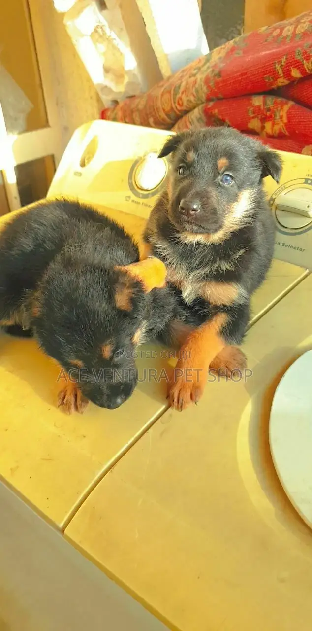 1-3 months Male Purebred German Shepherd