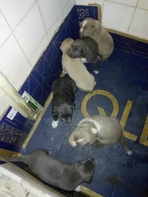 Photo - 1-3 months Male Purebred American Pit Bull Terrier