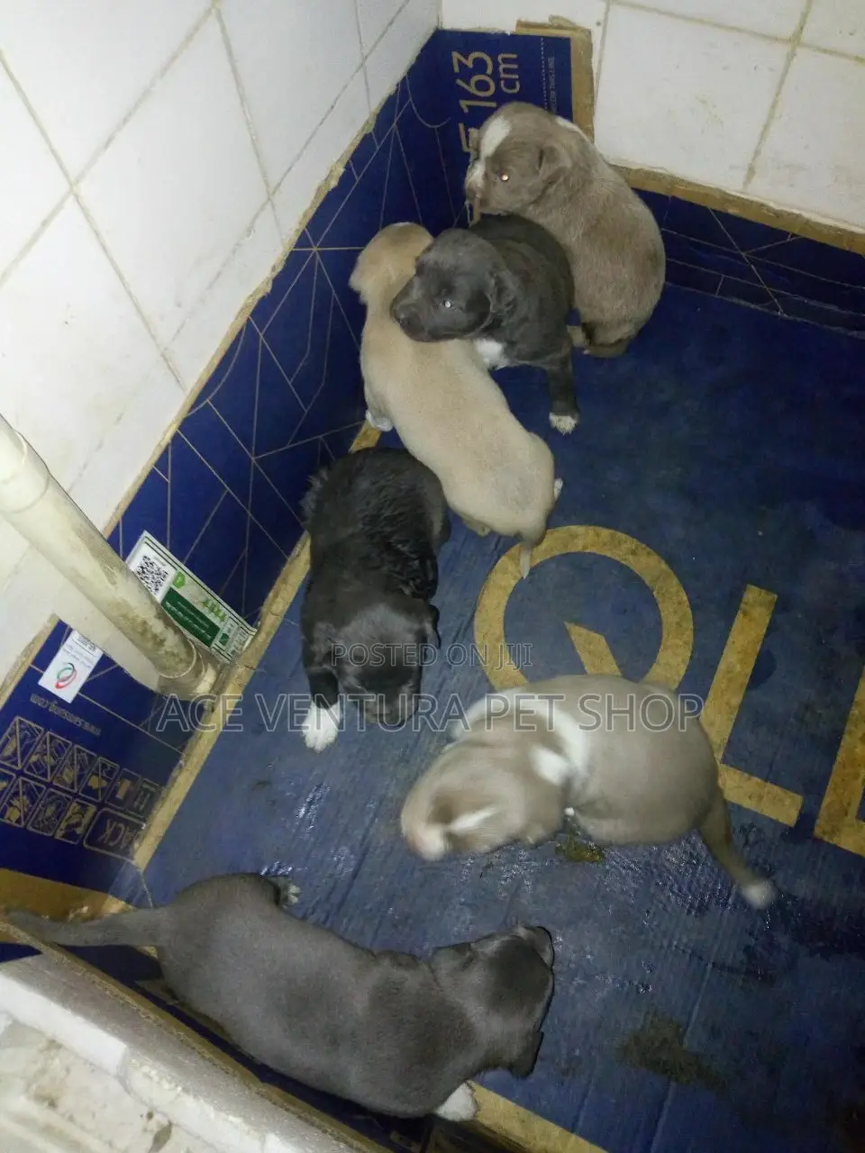 1-3 months Male Purebred American Pit Bull Terrier