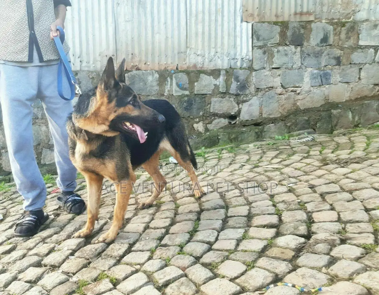 1-3 months Male Purebred German Shepherd