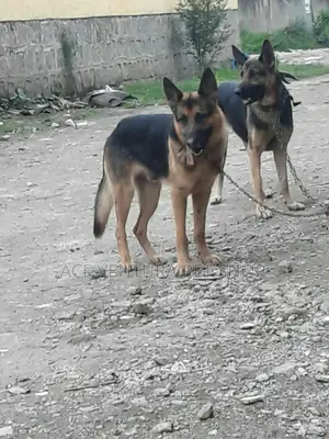1-3 months Male Purebred German Shepherd