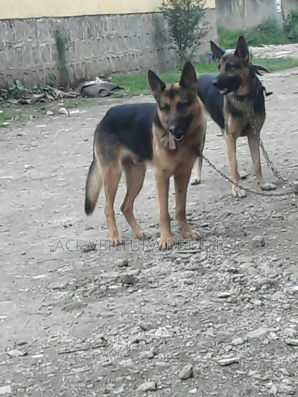 1-3 months Male Purebred German Shepherd