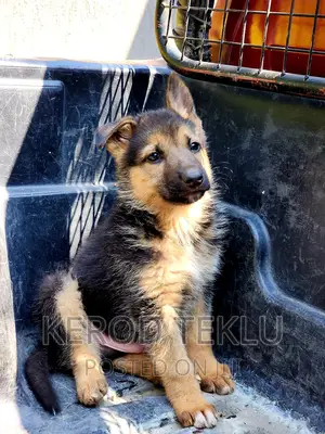 Photo - 1-3 months Male Purebred German Shepherd