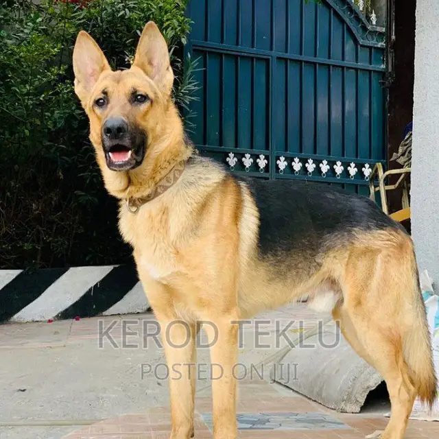 1-3 months Male Purebred German Shepherd