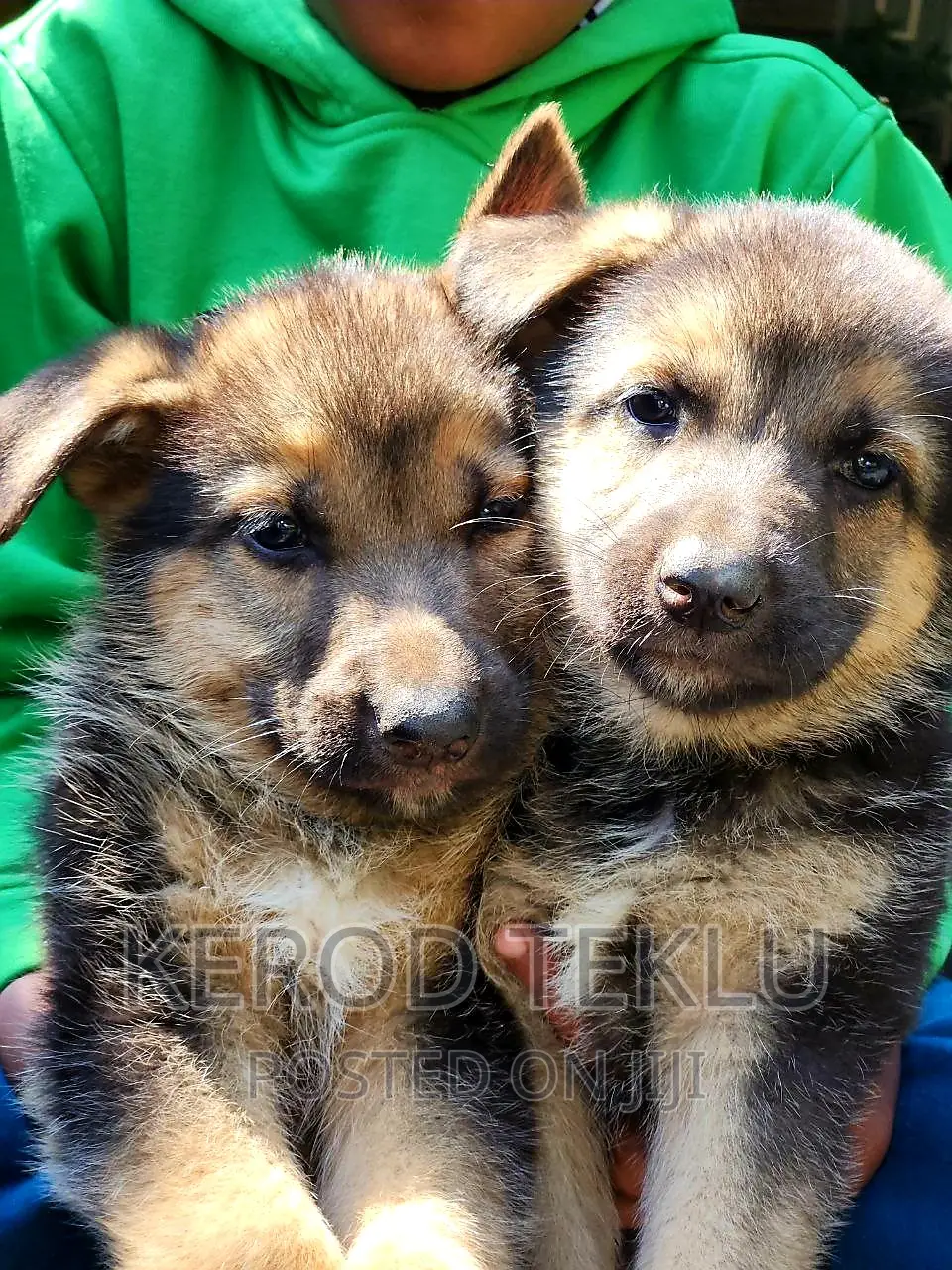 1-3 months Male Purebred German Shepherd