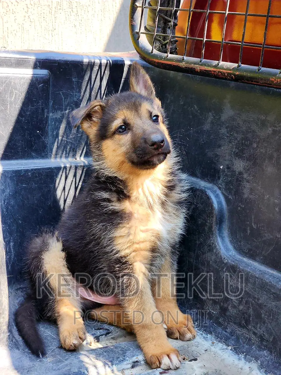 1-3 months Male Purebred German Shepherd