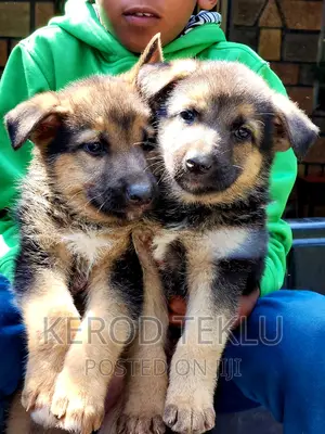 1-3 months Male Purebred German Shepherd