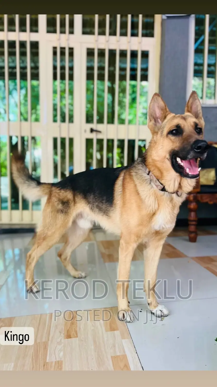 1-3 months Male Purebred German Shepherd