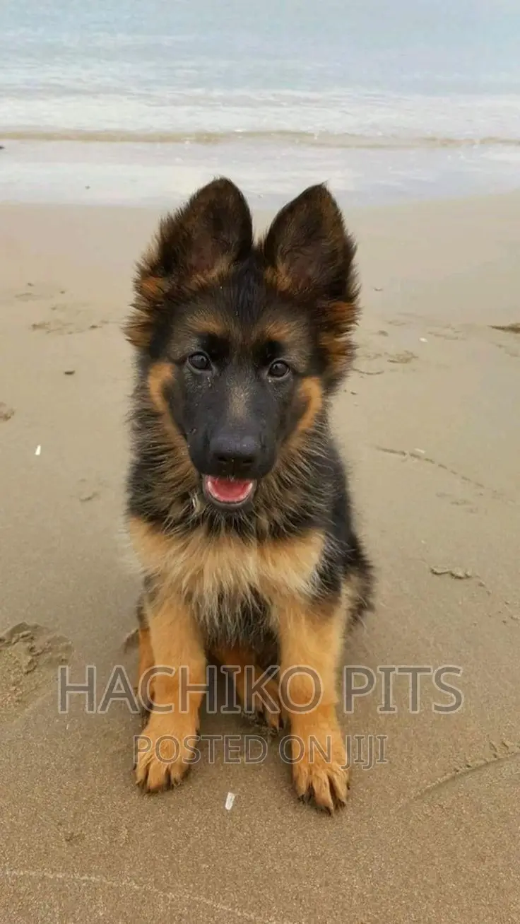 1-3 months Male Purebred German Shepherd