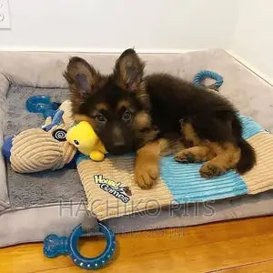 Photo - 1-3 months Male Purebred German Shepherd