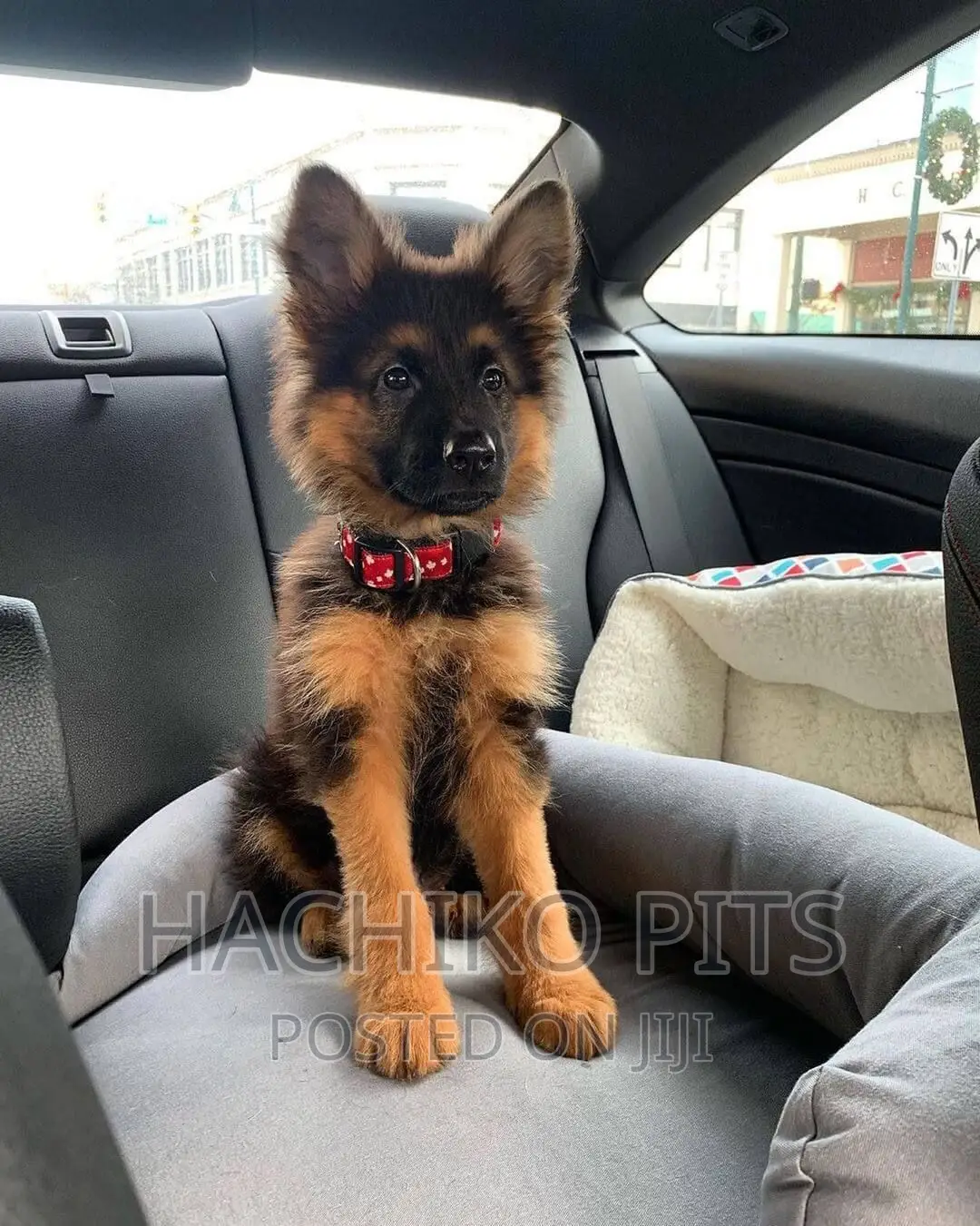 1-3 months Male Purebred German Shepherd
