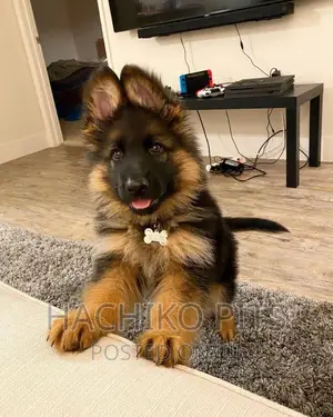 Photo - 1-3 months Male Purebred German Shepherd