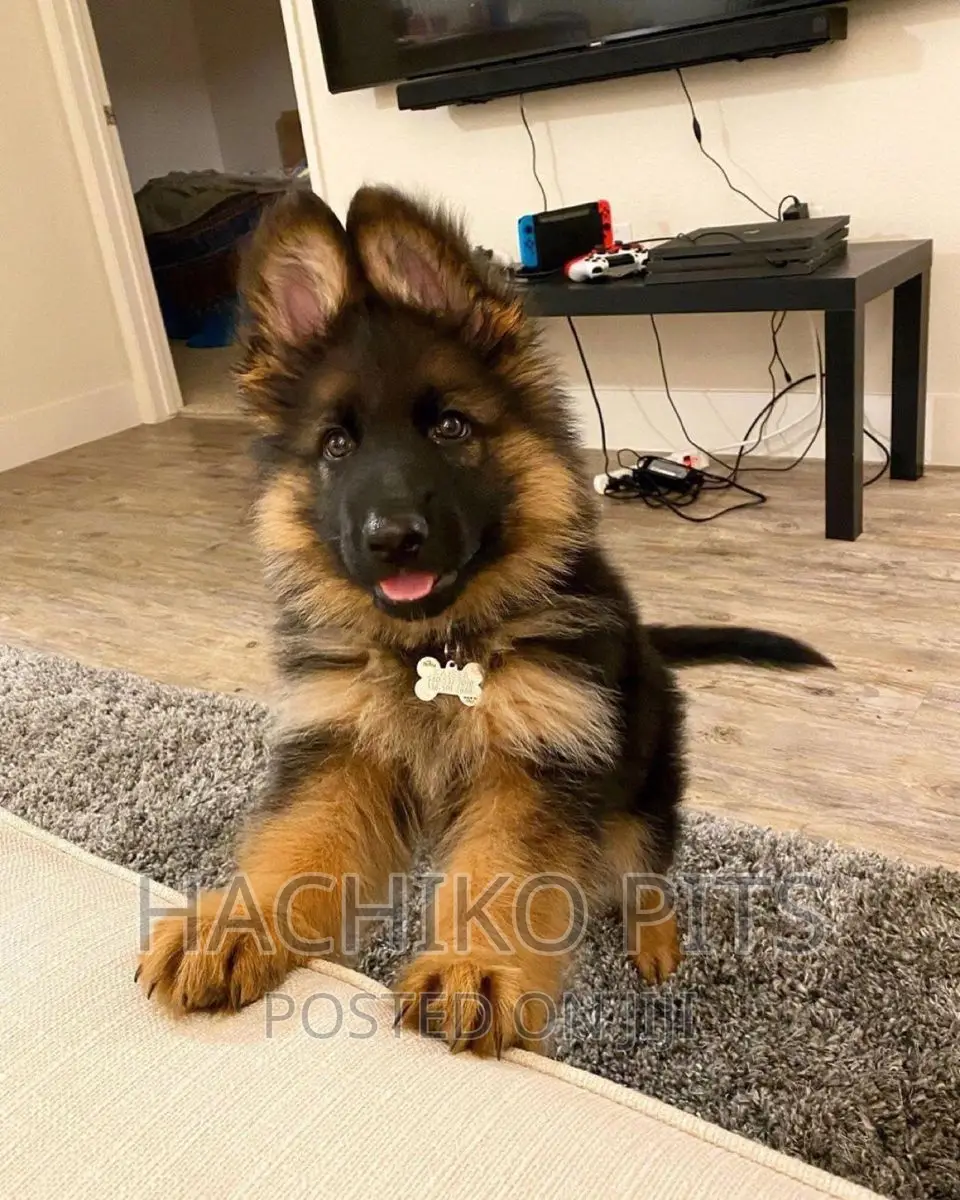 1-3 months Male Purebred German Shepherd