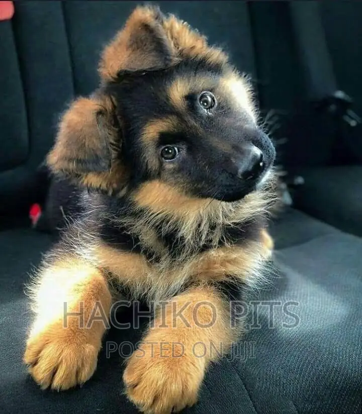 1-3 months Male Purebred German Shepherd