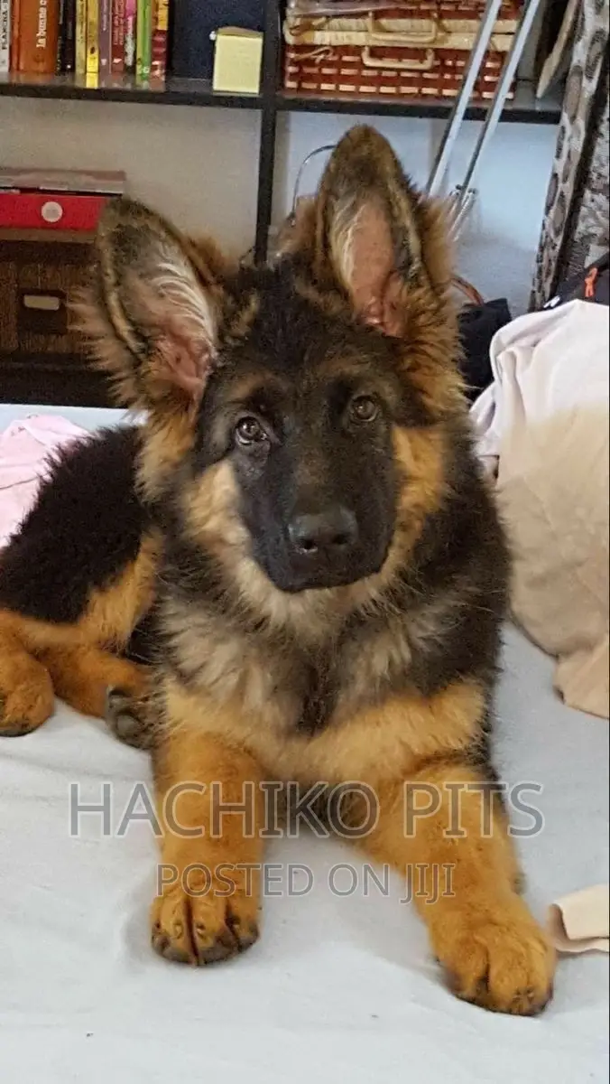 1-3 months Male Purebred German Shepherd
