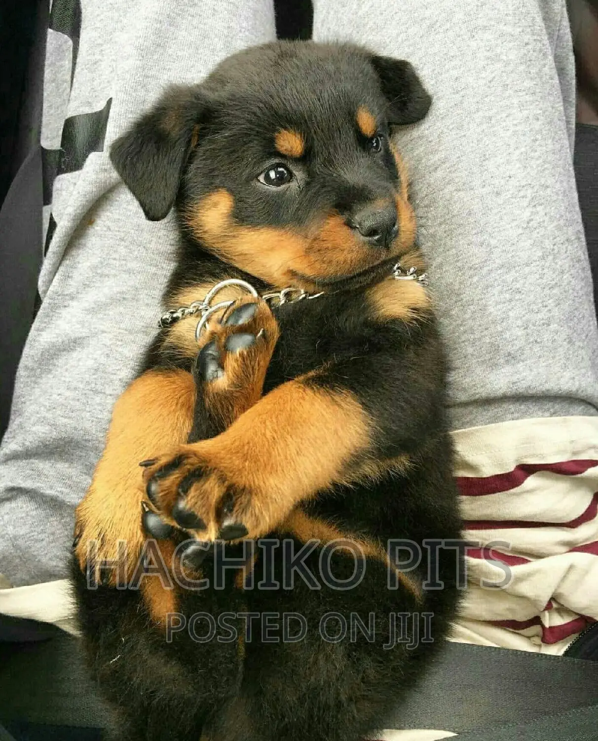 1-3 months Male Purebred Rottweiler