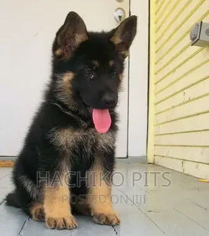 Photo - 1-3 months Male Purebred German Shepherd