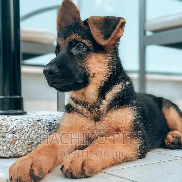 1-3 months Male Purebred German Shepherd