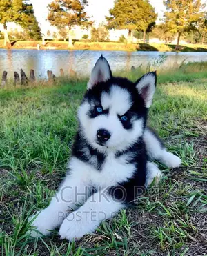 Photo - 1-3 months Male Purebred Siberian Husky