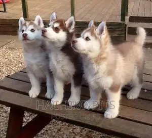 Photo - 1-3 months Male Purebred Siberian Husky