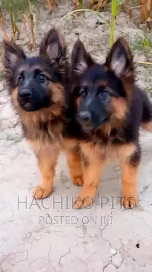 Photo - 1-3 months Male Purebred German Shepherd