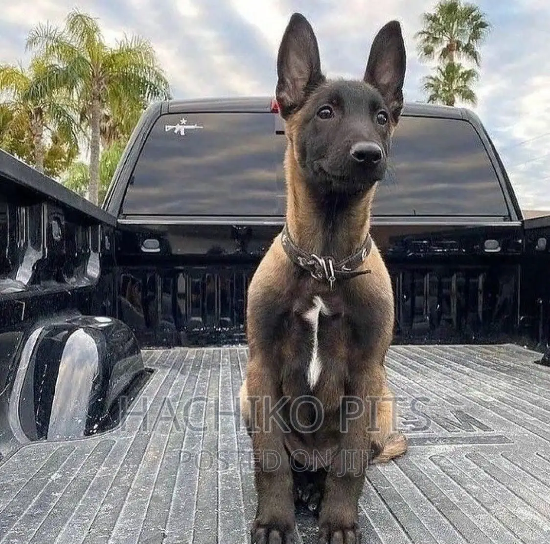 1-3 months Male Purebred German Shepherd