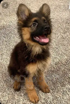 Photo - 1-3 months Male Purebred German Shepherd