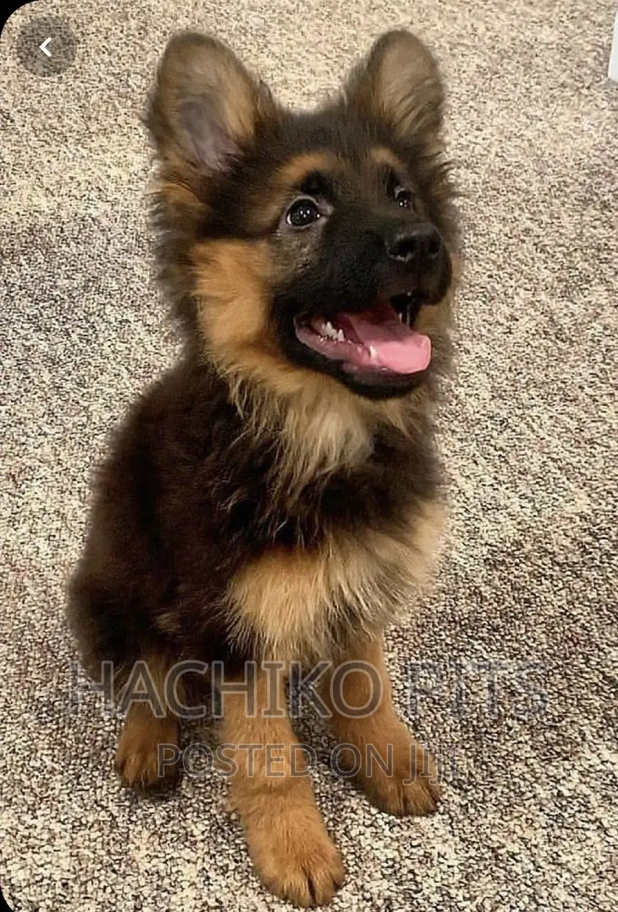 1-3 months Male Purebred German Shepherd