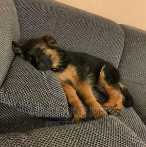 Photo - 1-3 months Male Purebred German Shepherd