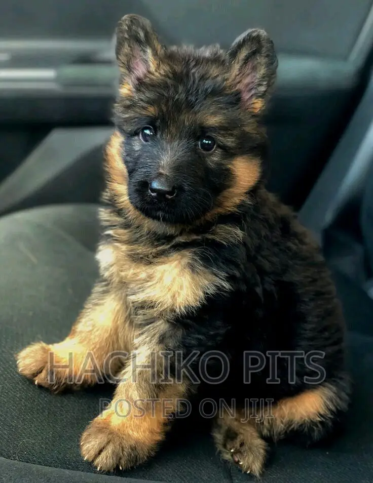1-3 months Male Purebred German Shepherd