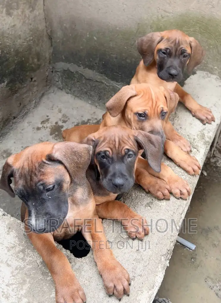 1-3 months Male Purebred Bullmastiff