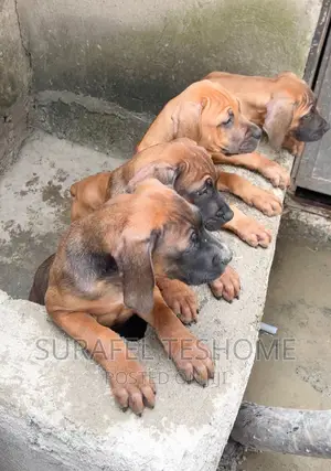 1-3 months Male Purebred Bullmastiff