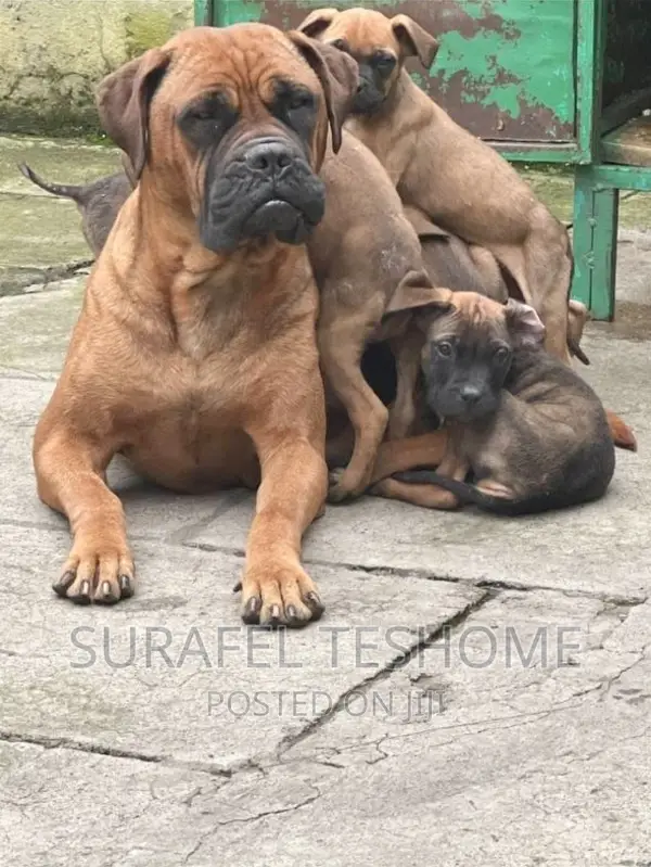 1-3 months Male Purebred Bullmastiff
