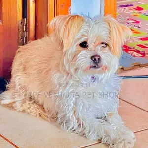 Photo - 1-3 months Male Purebred Maltese