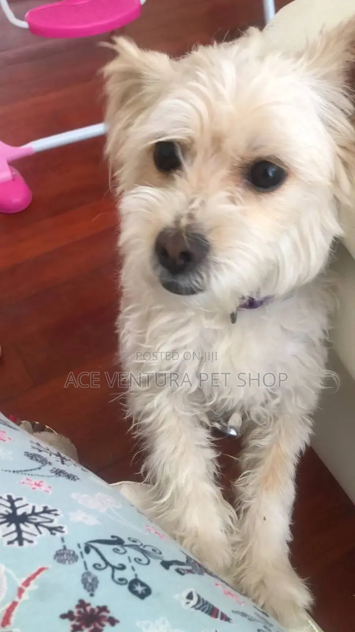 1-3 months Male Purebred Maltese