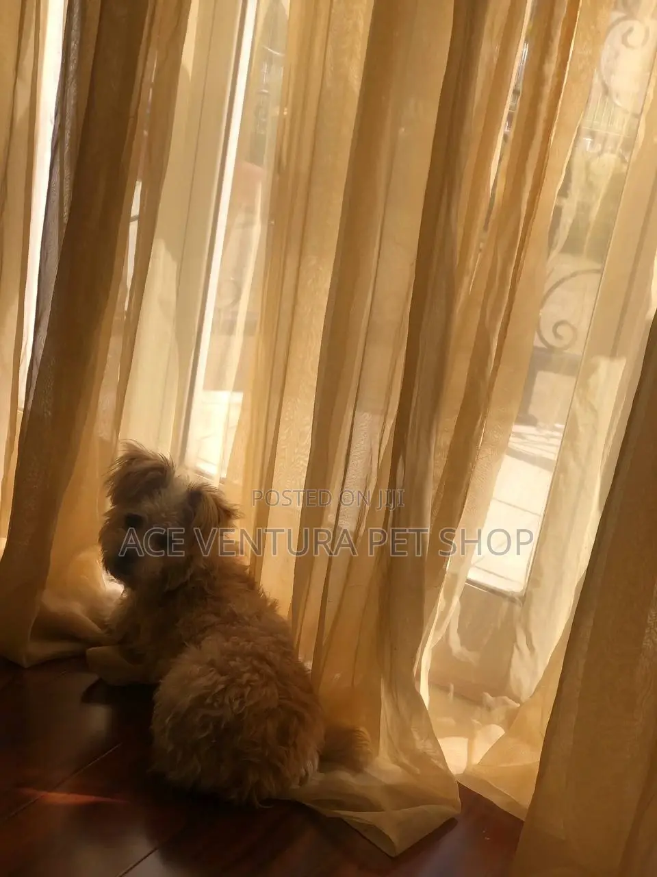 1-3 months Male Purebred Maltese