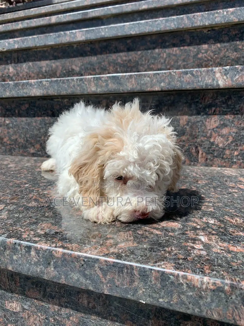 1-3 months Male Purebred Maltese