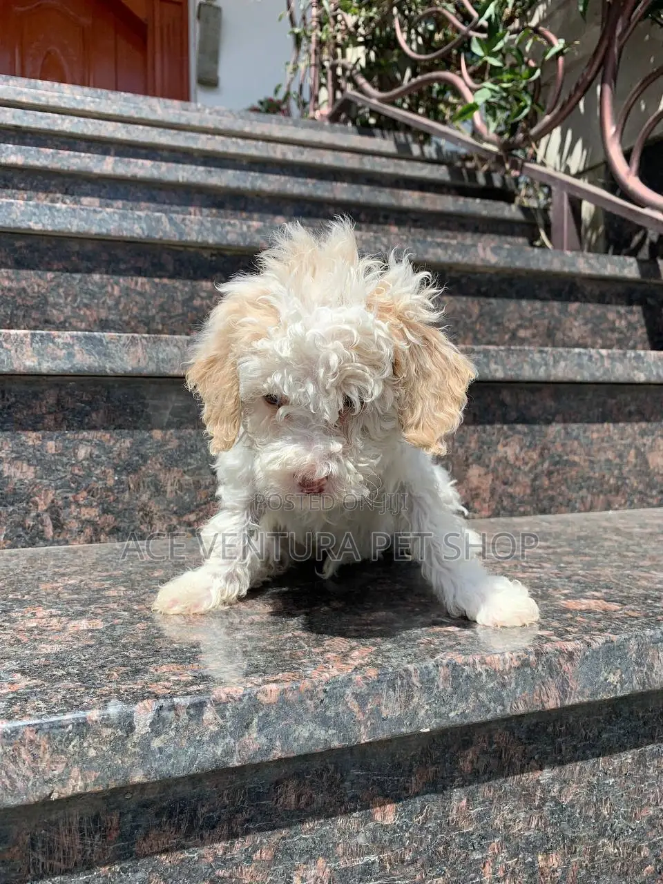 1-3 months Male Purebred Maltese