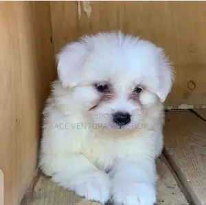 1-3 months Male Purebred Maltese