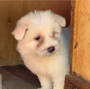 1-3 months Male Purebred Maltese