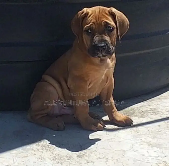 1-3 months Male Purebred Bullmastiff