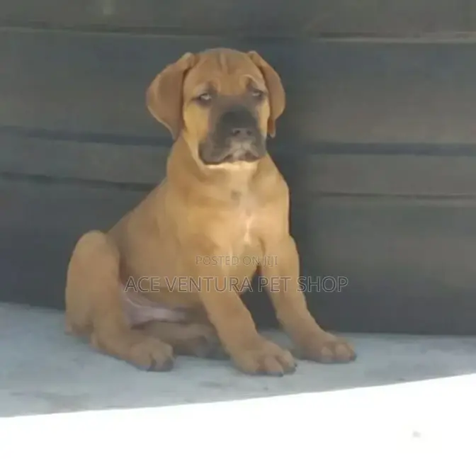 1-3 months Male Purebred Bullmastiff