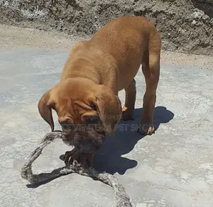 1-3 months Male Purebred Bullmastiff